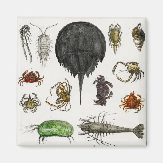 Arthropoden Magnet (Vorne)