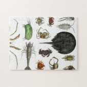 Arthropoden Puzzle (Horizontal)