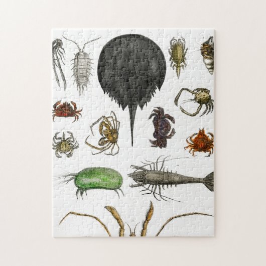 Arthropoden Puzzle (Vertikal)