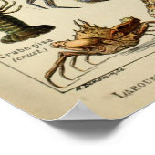 Arthropoden - Sammlung wirbelloser Tiere Poster (Ecke)