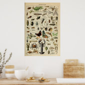 Arthropoden - Sammlung wirbelloser Tiere Poster (Küche)