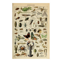 Arthropoden - Sammlung wirbelloser Tiere