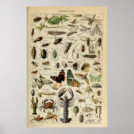 Arthropoden - Sammlung wirbelloser Tiere Poster