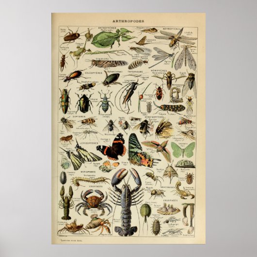 Arthropoden - Sammlung wirbelloser Tiere Poster (Vorne)