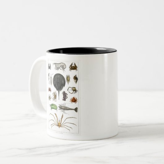 Arthropoden Zweifarbige Tasse (Vorderseite Links)