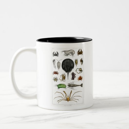 Arthropoden Zweifarbige Tasse (Links)
