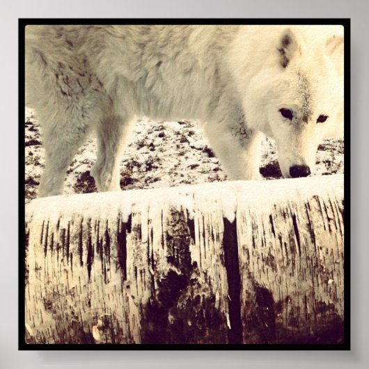 Arthur der Wolf Poster (Vorne)