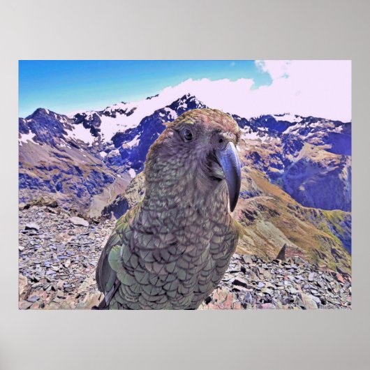 Arthur's Pass Kea Poster (Vorne)
