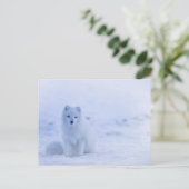 Artic Baby Fox Postkarte (Stehend Vorderseite)