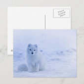 Artic Baby Fox Postkarte (Vorne/Hinten)
