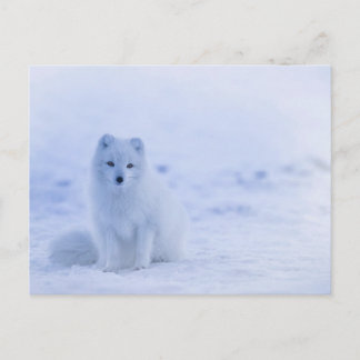 Artic Baby Fox Postkarte