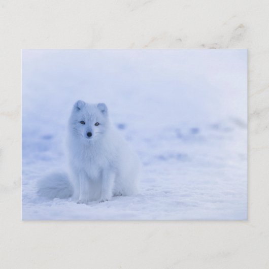 Artic Baby Fox Postkarte (Vorderseite)