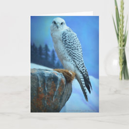 Artic Falcon Greeting Card Karte