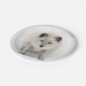 Artic Fox Pappteller (Schrägansicht)