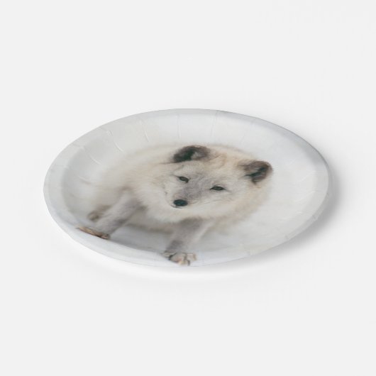 Artic Fox Pappteller (Schrägansicht)