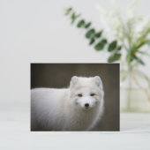 Artic Fox Postkarte (Stehend Vorderseite)