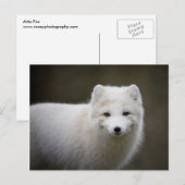 Artic Fox Postkarte (Vorne/Hinten)