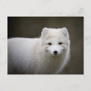 Artic Fox Postkarte