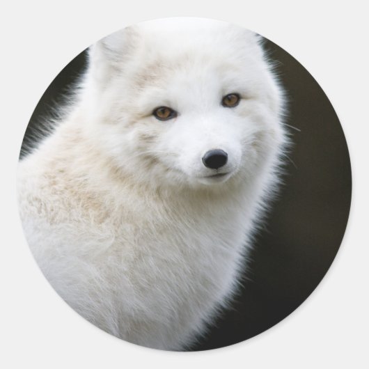 Artic Fox Runder Aufkleber (Vorderseite)