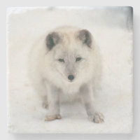 Artic Fox