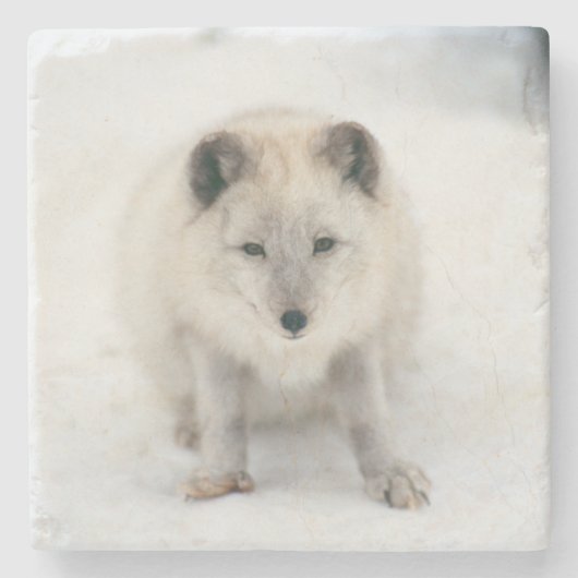 Artic Fox Steinuntersetzer (Vorderseite)