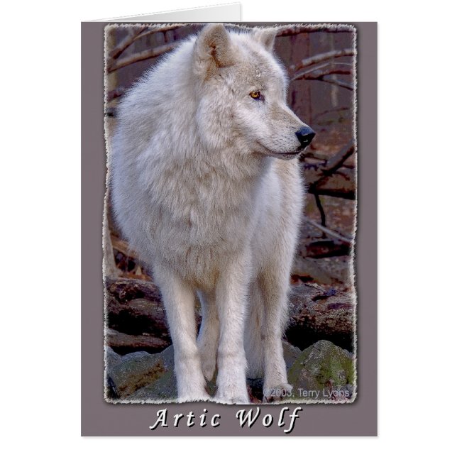 Artic Wolf (Vorne)