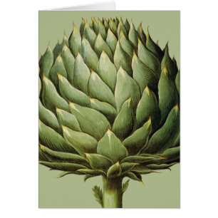Artichoke, 1613