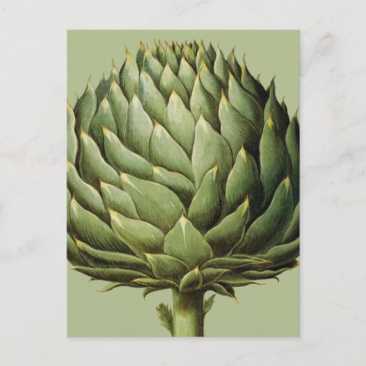 Artichoke, 1613 postkarte (Vorderseite)