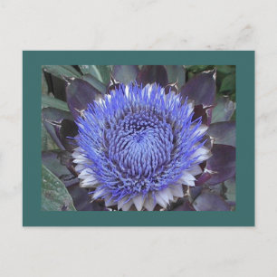 Artichoke Bloom Postcard Postkarte
