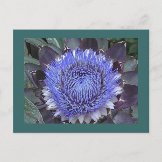 Artichoke Bloom Postcard Postkarte (Vorderseite)