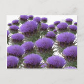 Artichoke Blooms Postkarte (Vorderseite)