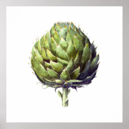 Artichoke botanische Aquarellkunst Poster