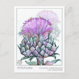 Artichoke Materia Medica Cards Kräuterstudie Pflan Postkarte