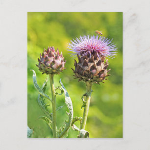 Artichoke Thistle Postkarte