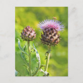 Artichoke Thistle Postkarte (Vorderseite)