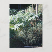 Artichoke und Lavender Postcard