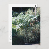 Artichoke und Lavender Postcard Postkarte (Vorne/Hinten)