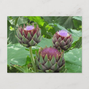 Artichokes in Bloom Postcard Postkarte