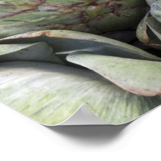Artichokes Poster (Ecke)