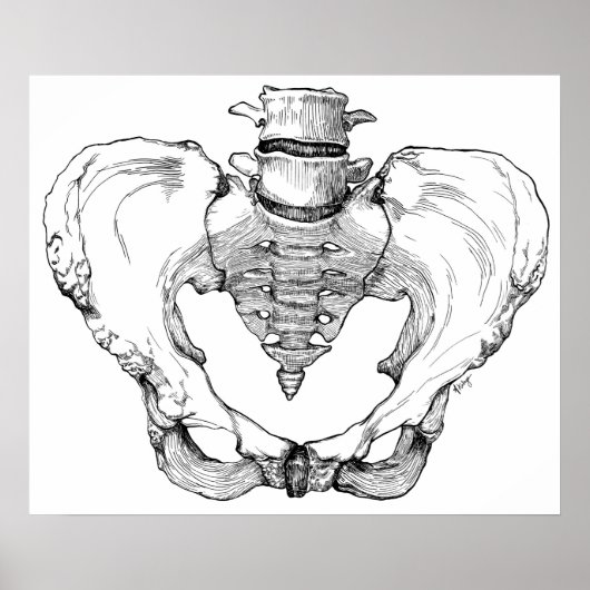 Articulated Pelvis Poster (Vorne)
