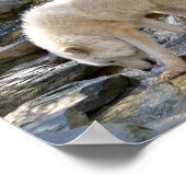 Artischer Wolf im Wasser Poster (Ecke)