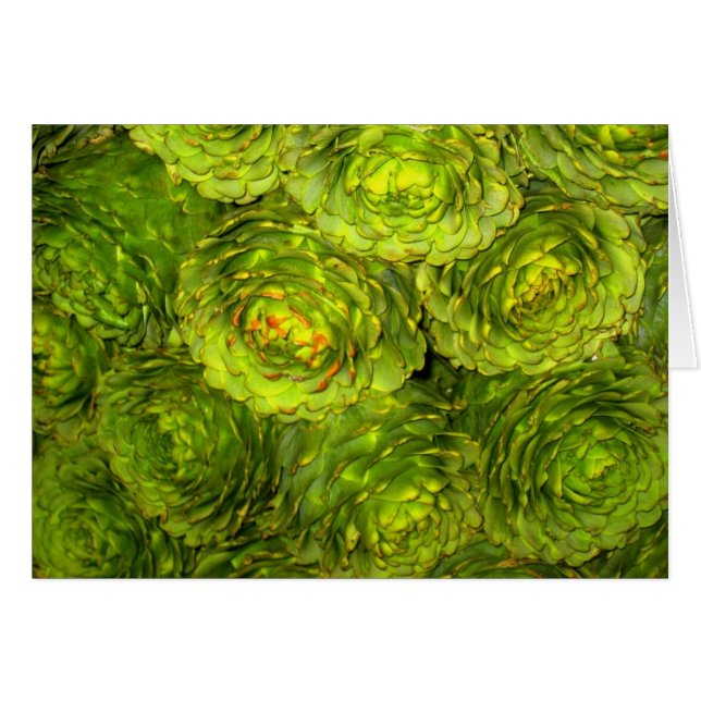 Artischocken-Butike (Vorderseite (Horizontal))