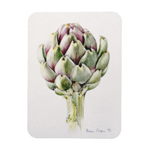 Artischocken-Studie 1993 Magnet