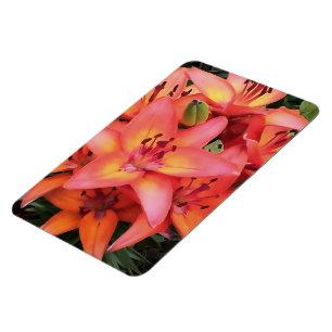 Artisitc Coral Colored Garden Lilies Magnet