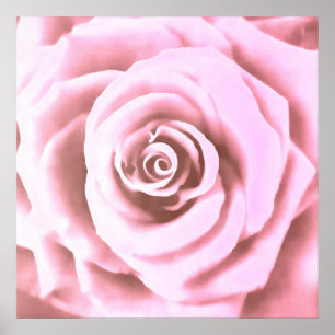 Artistic Big Bale Pink Rose Poster