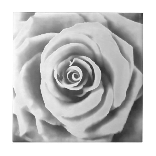 Artistic Big White Rose Fliese (Vorderseite)