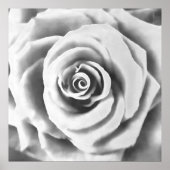 Artistic Big White Rose Poster (Vorne)