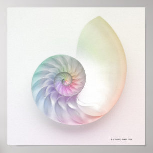 Artistisches Nautilus-Bild Poster