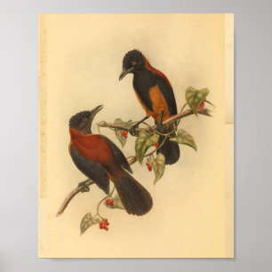 Aru-Insel-Waldsänger Rot-Schwarz-Vogel-Druck Poster