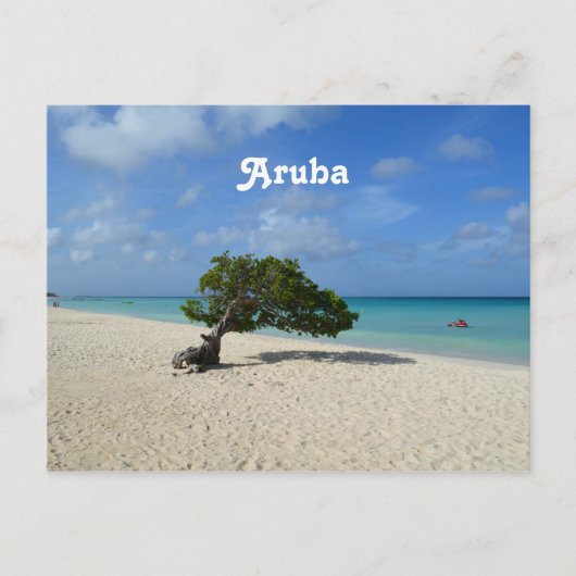 Aruba Divi Divi Tree Postkarte (Vorderseite)